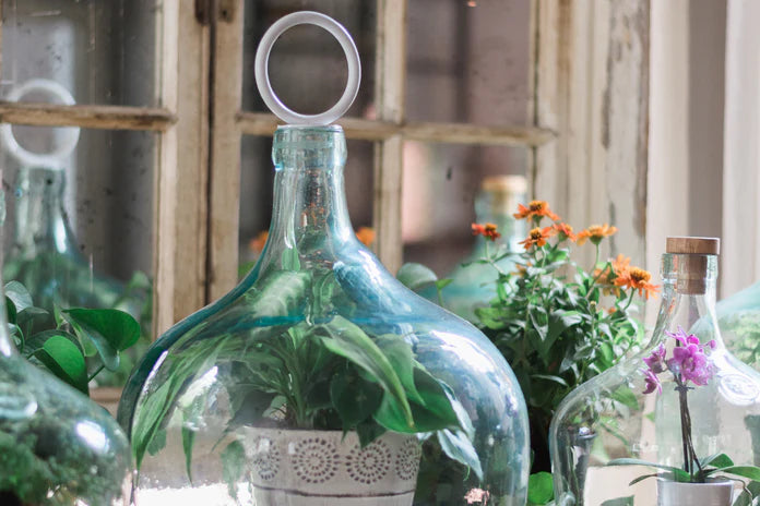 Glass Cloche